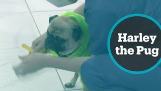 Dog helps hospital staff destress