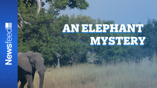 The curious case of the dying pachyderms