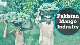 Pakistan’s mango industry hit by reduced exports, low prices