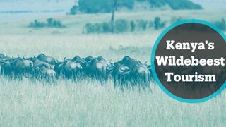 Pandemic means few people witness annual wildebeest crossing into Kenya