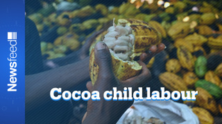 Children still being employed by multinationals to farm cocoa in West Africa