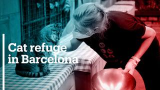 A cat refuge in Barcelona gets crowded because of Covid-19