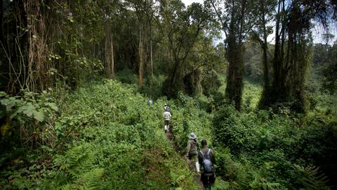Study: Rainforests in Africa slow global climate change despite record heat - TRT World