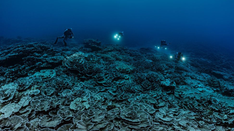 Giant, pristine and rare coral reef found off Tahiti coast