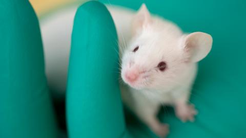 Can a cancer drug inducing weight loss in mice work on humans too?