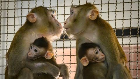 Lab monkeys escape after road crash in US