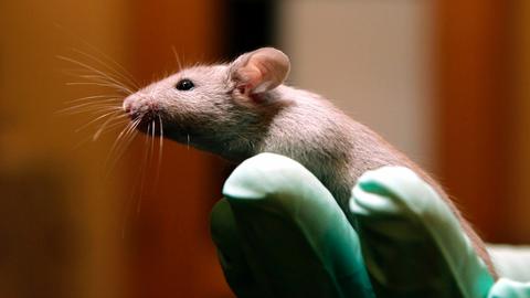 Did Omicron originate in mice before jumping to humans?