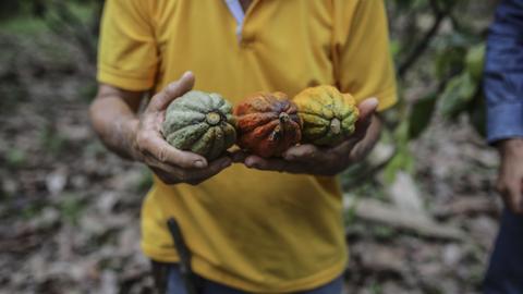 Nestle offers cash to cocoa farmers to try and reverse past wrongdoing
