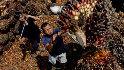 The good, the bad and the ugly of Indonesia’s palm oil ban
