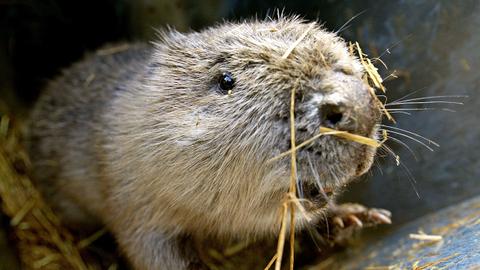 Are beavers expediting climate change?