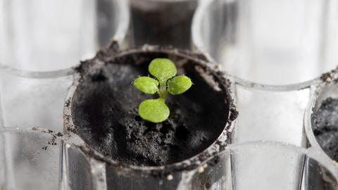 Scientists for first time grow plants in soil from the Moon