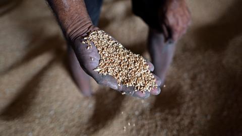 World Bank to provide additional $12B to tackle global food crisis
