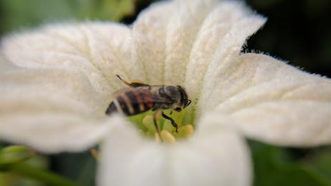 Bees bees more bees! USDA plans to map genomes of at least 100 species