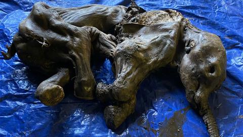 Mummified baby mammoth discovered by gold miners in Canada
