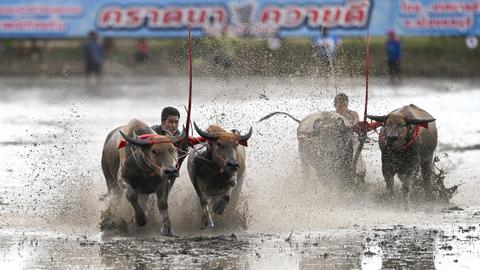 Traditional Thai water buffalo race amuses crowds