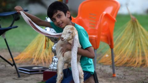 Strikingly long-eared child goat takes Pakistan by storm