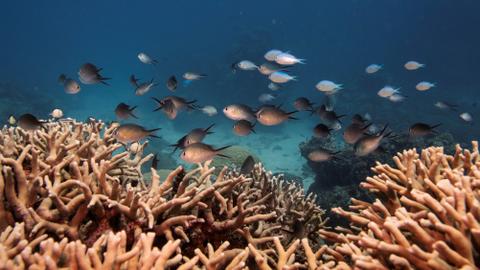 Parts of Australia's Great Barrier Reef show record coral cover in 36 years