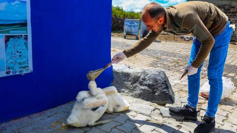 Fisherman in Türkiye bonds with two abandoned pelicans