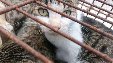 Suspects luring cats to be sold as food caught in China