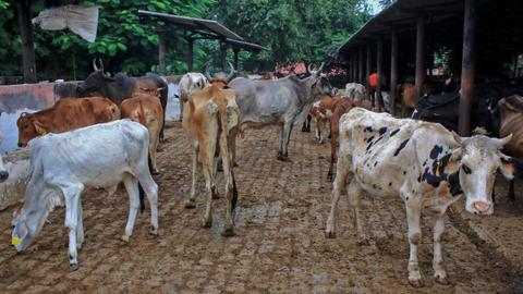 What is lumpy skin disease that killed nearly 100K cattle in India?