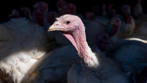 Avian flu outbreak kills more than 50M birds in US