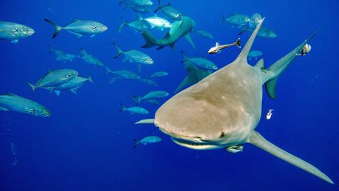 Global wildlife summit adopts plan to protect 54 more shark species