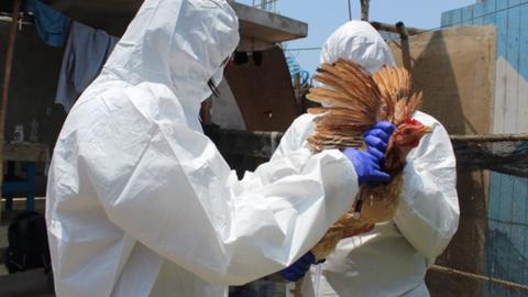 Peru culls 37,000 poultry amid avian flu outbreak