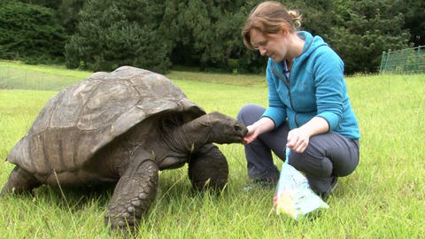 Jonathan the Seychelles: World's oldest tortoise turns 190