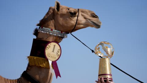 Camel beauty contest among World Cup sidelines attractions