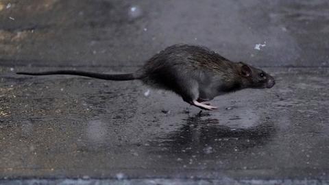 New York seeks bureaucrat to lead 'wholesale slaughter' of legendary rats