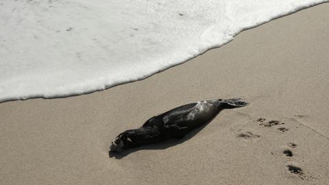 Thousands of dead seals wash ashore in Russia’s Dagestan