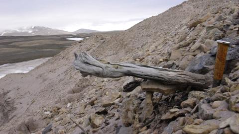 Oldest DNA reveals life in Greenland two million years ago