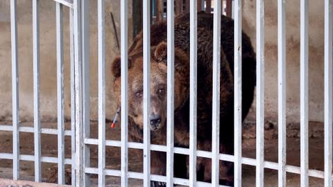 Brown bear Mark set for better life after two decades in cage