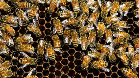 Türkiye expert warns of bee decline due to ‘spring illusion’