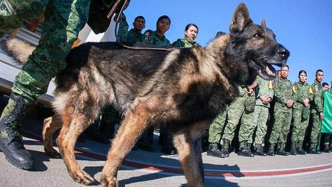 Mexico pays homage to ‘heroic’ dog that died in Türkiye rescue efforts