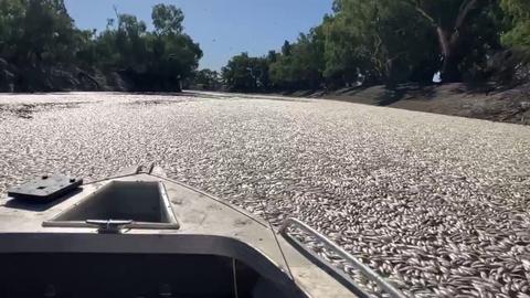 'Unfathomable': Millions of fish die in Australian river due to heatwave