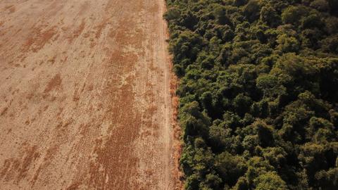 Deforestation in Brazil’s Amazon rises despite Lula’s pledge