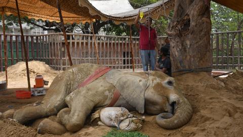 Ailing elephant sparks debate about future of Pakistan's Karachi Zoo