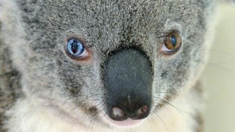 ‘Bowie' the koala's eyes intrigue Australian vets 