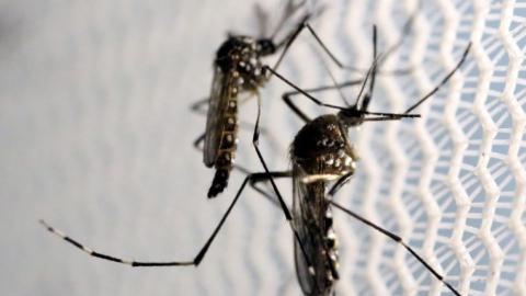 First locally transmitted Zika cases reported in US
