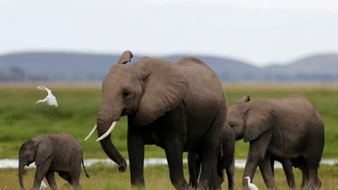 Trump reverses ban on bringing elephant trophies to US from Africa
