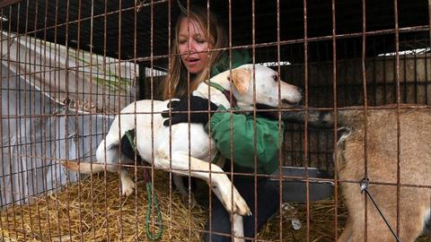 South Korea’s bid to rescue dogs destined for dinner plate