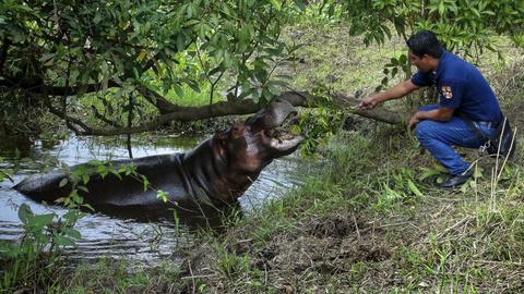 Hippo roaming loose for months in southern Mexico