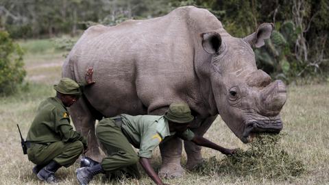 World's last male northern white rhino dies