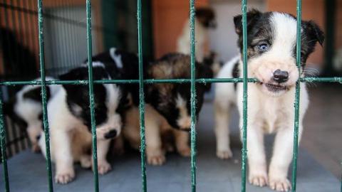 Istanbul's veterinary services help dogs find homes