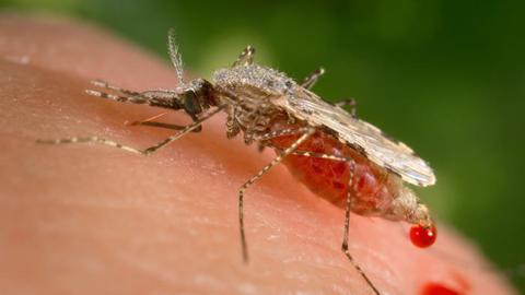 Malaria a leading cause of death in Uganda in children under five