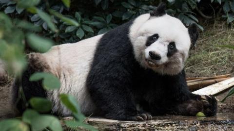 World's oldest giant panda dies in Hong Kong