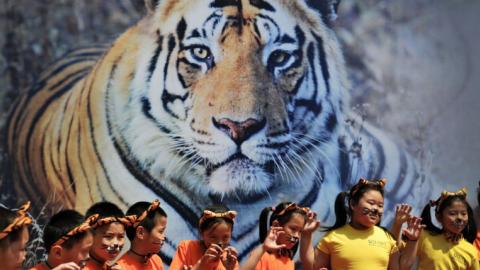 World's count of wild tigers rises for first time in century