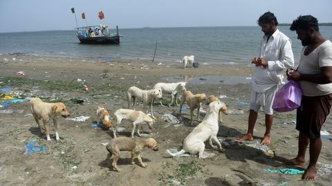 Isle of dogs: Pakistan fishermen feed islands full of strays