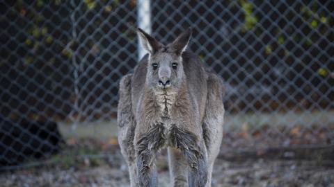 Australian teen 'deliberately' mowed down and killed 20 kangaroos